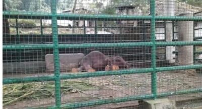 കുസൃതിക്കളിക്ക് ഇനി അവനില്ല; കോന്നി ആനക്കൊട്ടിലിലെ കൊച്ചയ്യപ്പൻ ചരിഞ്ഞു