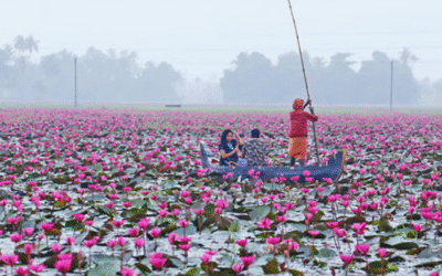 മലരിക്കല്‍: ടൂറിസ്റ്റുകള്‍ക്ക് ലൈഫ് ജാക്കറ്റ്, വള്ളങ്ങള്‍ക്ക് രജിസ്‌ട്രേഷന്‍, വാഹന ഗതാഗതം ക്രമീകരിക്കും