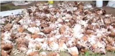 നാവായിക്കുളത്ത് തെരുവ് നായ്ക്കളുടെ ആക്രമണത്തിൽ 40 മുട്ടകോഴികൾ ചത്തു