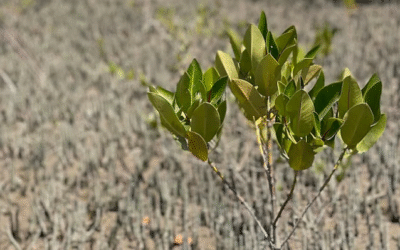 10 കോടി കണ്ടൽച്ചെടികൾ നട്ട് പിടിപ്പിക്കാൻ ഒരുങ്ങി യു എ ഇ