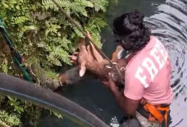 കിണറ്റില്‍ മുങ്ങിത്താഴ്ന്ന് മാന്‍കുഞ്ഞ്; സിപിആറും കൃത്രിമ ശ്വാസവും നല്‍കി ജീവന്‍ രക്ഷിച്ച് വനംവകുപ്പ്