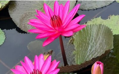 കോട്ടയത്തിന്റെ ‘നീലക്കുറിഞ്ഞി’, ആമ്പലിൽ പൂവിടുന്ന ഒരു ഗ്രാമത്തിന്റെ സ്വപ്നങ്ങൾ