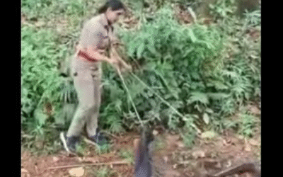 8 അടി നീളം കണ്ടിട്ടും റോഷ്‌നി ഭയന്നില്ല!; തിരുവനന്തപുരത്ത് കൂറ്റന്‍ രാജവെമ്പാല പിടിയില്‍