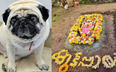 45 ദിവസം പ്രായത്തില്‍ ഒപ്പം കൂടിയ കുട്ടപ്പായി; വളര്‍ത്തുനായയുടെ സഞ്ചയനം നടത്തി കുടുംബം, സ്മാരകം പണിയും