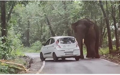 നടുറോഡില്‍ കാര്‍ തള്ളിനീക്കി കാട്ടുകൊമ്പന്‍, യാത്രക്കാര്‍ ഇറങ്ങിയോടി