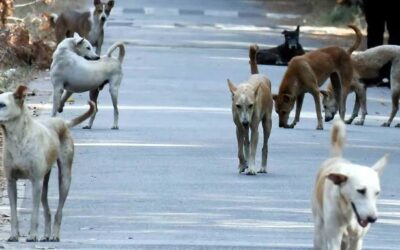 തെരുവുനായ വിഷയം മൂന്നംഗബെഞ്ചിന് വിട്ട് ചീഫ് ജസ്റ്റിസ്; സുപ്രീംകോടതി ഇന്ന് പരിഗണിക്കും