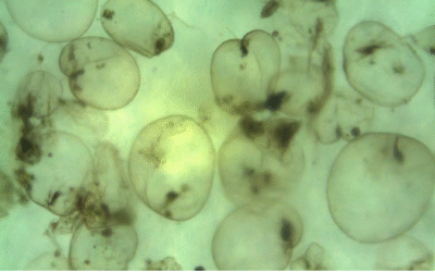 കേരളതീരത്ത് വ്യാപകമായി ആൽഗൽ ബ്ലൂം; നിലവിൽ ആശങ്കപ്പെടേണ്ടതില്ലെന്ന് കുസാറ്റ് ഗവേഷകർ