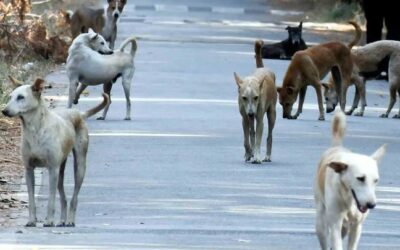 ‘നായ കടിയേറ്റ് കുഞ്ഞുങ്ങള്‍ പേയിളകി മരിക്കുന്നു, അതൊരു പ്രശ്നമല്ലേ? ഉത്തരവില്‍ എതിര്‍ക്കാന്‍ എന്താണുള്ളത്?’