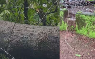 മുറ്റമടിക്കുന്നതിനിടെ വൈദ്യുതി ലൈന്‍ പൊട്ടിവീണു, വടകരയില്‍ വീട്ടമ്മക്ക് ദാരുണാന്ത്യം