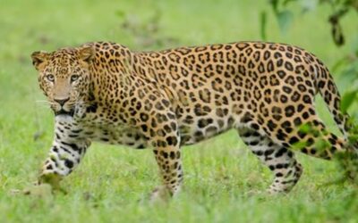 വളർത്തു നായയ്ക്ക് പിന്നാലെ പാഞ്ഞ് വീട്ടിലേക്ക് ഓടിക്കയറിയത് പുലി! അമ്മയും കുഞ്ഞും രക്ഷപ്പെട്ടത് തലനാരിഴയ്ക്ക്