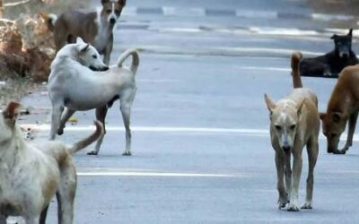 തെരുവുനായകളെ ഷെല്‍ട്ടറുകളില്‍ അടയ്ക്കാനുള്ള ഉത്തരവിന് സ്റ്റേ; ദേശീയ നയം വേണമെന്ന് സുപ്രീംകോടതി