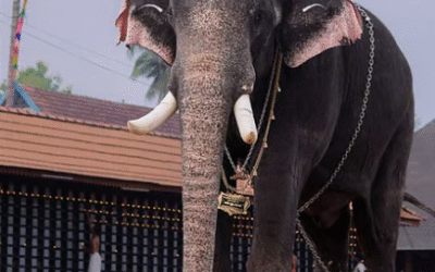 ആനപ്രേമികളുടെ ഇഷ്ടക്കാരന്‍, ഈരാറ്റുപേട്ട അയ്യപ്പന്‍ ചരിഞ്ഞു