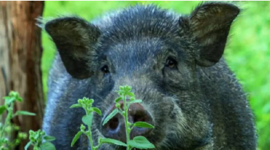 നാട്ടിലുള്ള കാട്ടുപന്നികളെ ഒരു വര്‍ഷം കൊണ്ട് കൊന്നുതീര്‍ക്കാൻ തീവ്രയത്‌ന പരിപാടി