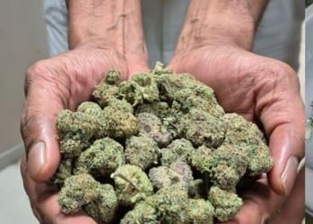 എട്ട് മാസം,129.68 കിലോഗ്രാം; ഹൈബ്രിഡ് കഞ്ചാവ് കടത്തിന്റെ ഹബ്ബായി കേരളം