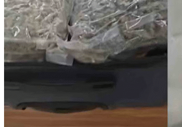 നെടുമ്പാശ്ശേരിയില്‍ നാലു കോടിയുടെ ഹൈബ്രിഡ് കഞ്ചാവ് പിടികൂടി