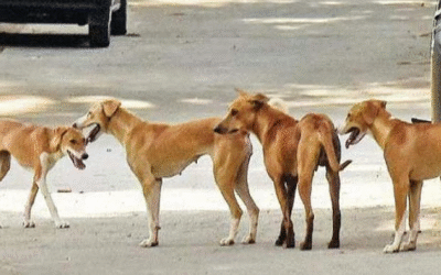 തെരുവു നായ ശല്യം: സുപ്രീംകോടതി ഉത്തരവ് നടപ്പാക്കുന്ന ആദ്യ സംസ്ഥാനമായി രാജസ്ഥാന്‍