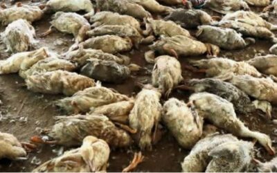 സ്വര്‍ണ്ണാഭരണങ്ങള്‍ പണയം വച്ച് ഫാം തുടങ്ങി; ആലപ്പുഴയില്‍ 500ലധികം താറാവുകളെ തെരുവുനായ്ക്കള്‍ കടിച്ചുകൊന്നു