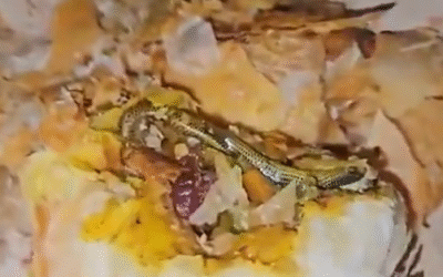 ബേക്കറിയില്‍നിന്നു വാങ്ങിയ പഫ്‌സില്‍ ചത്ത പാമ്പ്; പരാതി