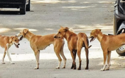 തെരുവുനായകള്‍ക്ക് പൊതുസ്ഥലത്ത് ഭക്ഷണം നല്‍കിയാല്‍ പതിനായിരം പിഴ