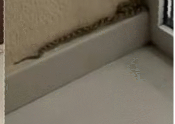 ദുബൈയിലെ ഫ്ലാറ്റുകൾക്കുള്ളിൽ പാമ്പുകൾ; മുൻകരുതൽ നടപടിയുമായി മുനിസിപ്പാലിറ്റി