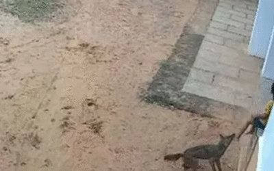 വീട്ടുവരാന്തയിലിരുന്ന കുട്ടിയെ കുറുനരി ആക്രമിച്ചു, ഞെട്ടിക്കുന്ന സംഭവം കണ്ണൂരില്‍