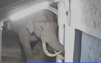 വീണ്ടും പടയപ്പയുടെ പരാക്രമം; വാഹനങ്ങളും വഴിയോരക്കടകളും തകര്‍ത്തു