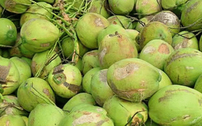 ലക്ഷദ്വീപില്‍ തേങ്ങ പറിക്കാന്‍ മുന്‍കൂര്‍ അനുമതി വേണം; ഹെല്‍മറ്റും, ഉപകരണങ്ങളും നിര്‍ബന്ധം; വ്യാപക പ്രതിഷേധം