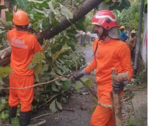 ആറ്റിങ്ങലിൽ ഇലക്ട്രിക്ക് ലൈനിന് മുകളിലൂടെ തേക്ക് മരം വീണു
