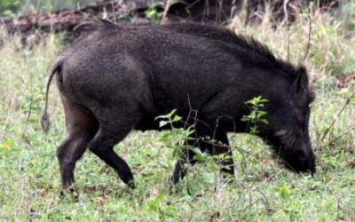 അക്രമകാരികളായ വന്യമൃഗങ്ങളെ കൊല്ലാന്‍ ഉടന്‍ ഉത്തരവിടാം; ബില്ലുകള്‍ പാസാക്കി കേരളം