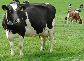 പശുവിനെ വിറ്റ് പറ്റിച്ചതിന് 82,000 രൂപ നഷ്ടപരിഹാരം നല്‍കാന്‍ ഉത്തരവ്