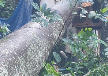 അഴൂർ പഞ്ചായത്തിൽ വീടിനു മുകളിലൂടെ ഇലവ്മരം വീണു