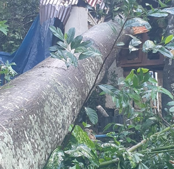 അഴൂർ പഞ്ചായത്തിൽ വീടിനു മുകളിലൂടെ ഇലവ്മരം വീണു