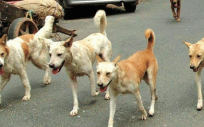 വീണ്ടും പേ വിഷബാധ മരണം, പത്തനംതിട്ടയില്‍ വീട്ടമ്മ മരിച്ചു