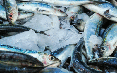 മണ്‍സൂണ്‍ മഴയില്‍ മത്തി പെരുകി, പക്ഷേ…; കാലാവസ്ഥ വ്യതിയാനം വില്ലനായെന്ന് പഠനം