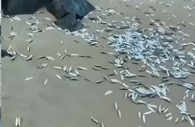 പയ്യാമ്പലം തീരത്ത് കൂട്ടത്തോടെ മത്തി; കൈനിറയെ വാരിയെടുക്കാന്‍ ഓടിയെത്തി ജനക്കൂട്ടം