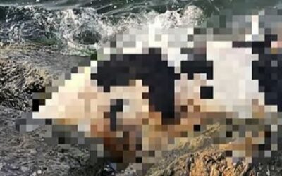 ചത്ത പശുവിനെ ബീച്ചിൽ കണ്ടെത്തി; ആശങ്കപ്പെടേണ്ട സാഹചര്യമില്ലെന്ന് ദുബൈ മുനിസിപ്പാലിറ്റി