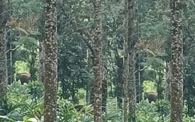 വീണ്ടും കാട്ടാനക്കലി; ഇടുക്കിയില്‍ വയോധികന്‍ ചവിട്ടേറ്റ് മരിച്ചു