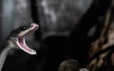 ‘രാത്രിയില്‍ ഭാര്യ പാമ്പായി മാറി കടിക്കാനായി ഓടിച്ചിട്ടു’; വിചിത്രവാദം