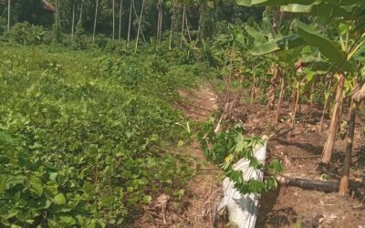 കിഴുവിലം ഗ്രാമപഞ്ചായത്തിൽ പന്നി ശല്യം രൂക്ഷം