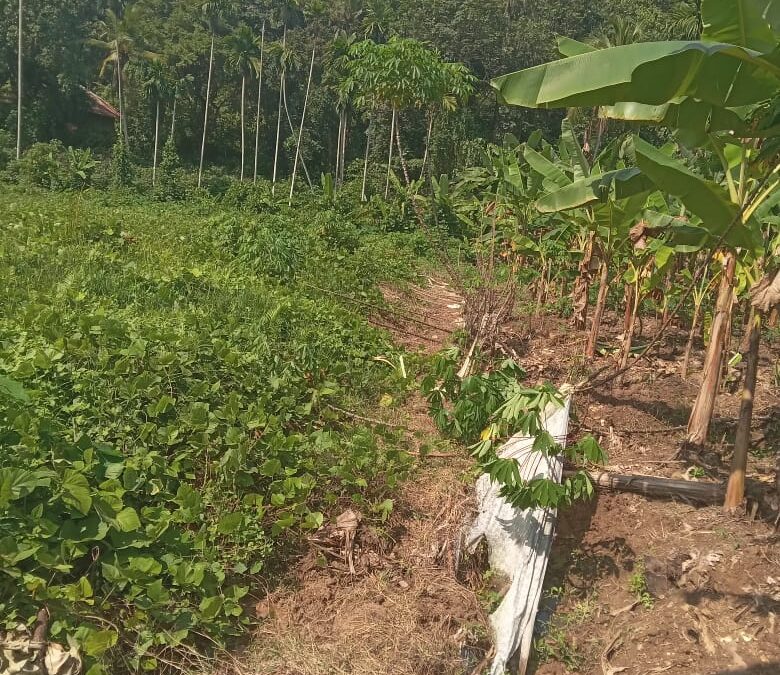കിഴുവിലം ഗ്രാമപഞ്ചായത്തിൽ പന്നി ശല്യം രൂക്ഷം