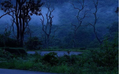 മഞ്ഞില്‍ പുതഞ്ഞ് വയനാട്, തണുപ്പ് ഇക്കുറി നേരത്തേ; സഞ്ചാരികളെ കാത്തിരിക്കുന്നത് മനംകുളിര്‍ക്കും കാഴ്ചകള്‍