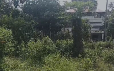 ആലംകോട് മേഖലയിൽ പന്നി ശല്യം