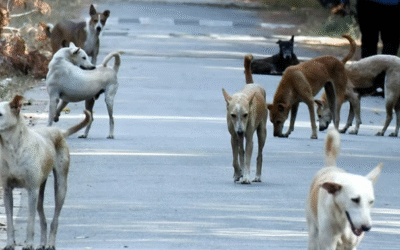 പൊതുവിടങ്ങളിലെ തെരുവു നായ്ക്കളെ പിടികൂടി ഷെല്ട്ടര് ഹോമുകളിലേക്കു മാറ്റണം: സുപ്രീംകോടതി