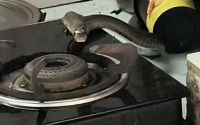 ഗ്യാസ് സ്റ്റൗവിന് മുകളില് പത്തി വിടര്ത്തി മൂര്ഖന് പാമ്പ്, മണിക്കൂറുകളോളം മുള്മുനയില്