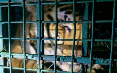 വയനാട് വണ്ടിക്കടവിലെ ഭീതിയൊഴിഞ്ഞു, മാരനെ കൊലപ്പെടുത്തിയ നരഭോജി കടുവ കൂട്ടില്‍