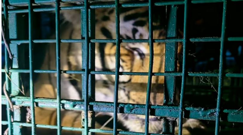 വയനാട് വണ്ടിക്കടവിലെ ഭീതിയൊഴിഞ്ഞു, മാരനെ കൊലപ്പെടുത്തിയ നരഭോജി കടുവ കൂട്ടില്‍