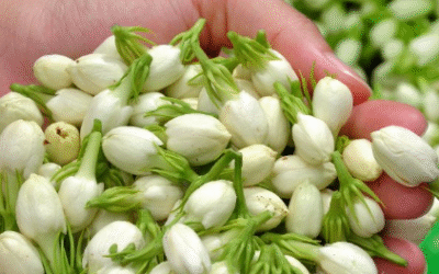 കല്യാണ വിപണിയില് പോക്കറ്റ് കാലിയാക്കി മുല്ലപ്പൂ; കിലോയ്ക്ക് അയ്യായിരം രൂപ കടന്നു