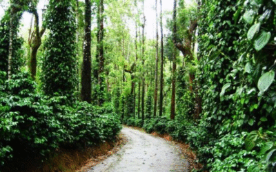 2 വയസുകാരി രാത്രി മുഴുവൻ വിജനമായ കാപ്പിത്തോട്ടത്തിൽ; കാണാതായ കുട്ടിയെ ഒടുവിൽ കണ്ടെത്തി