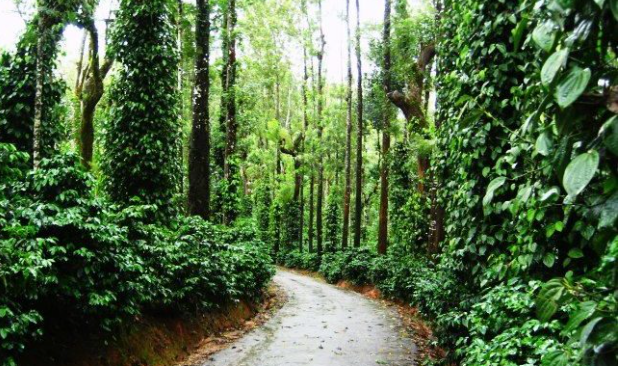 2 വയസുകാരി രാത്രി മുഴുവൻ വിജനമായ കാപ്പിത്തോട്ടത്തിൽ; കാണാതായ കുട്ടിയെ ഒടുവിൽ കണ്ടെത്തി