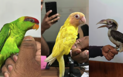 തായ്ലന്റില് നിന്ന് കോടികള് വിലമതിക്കുന്ന അപൂര്വയിനം പക്ഷികള്; ദമ്പതികള് പിടിയില്